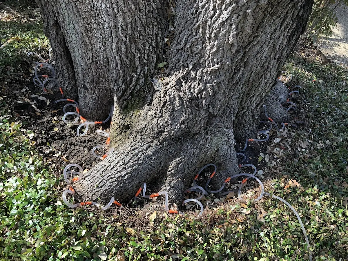 Detailed Tree Cabling and Bracing job site in Loogootee