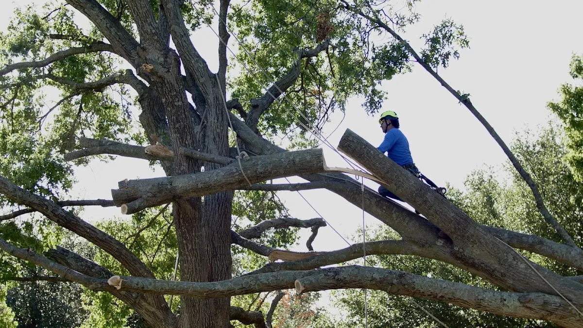 Professional Hazardous Tree Removal performed by certified arborists in Loogootee