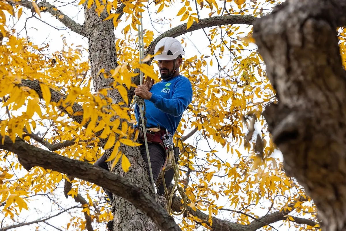 Skilled Tree Trimming crew working in Loogootee